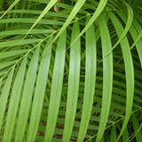 PALMIER ARECA LUTESCENS (DYPSIS)