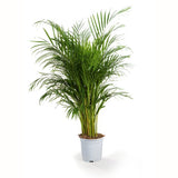 PALMIER ARECA LUTESCENS (DYPSIS)