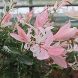 SAULE CREVETTE 'HAKURO-NISHIKI'