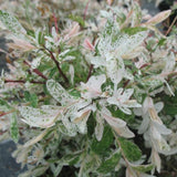 SAULE CREVETTE 'HAKURO-NISHIKI'