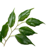 FICUS DANIELLE
