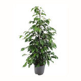 FICUS DANIELLE