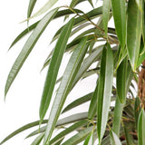 FICUS À LONGUES FEUILLES ALII