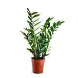 ZAMIOCULCAS