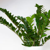 ZAMIOCULCAS