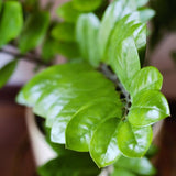 ZAMIOCULCAS