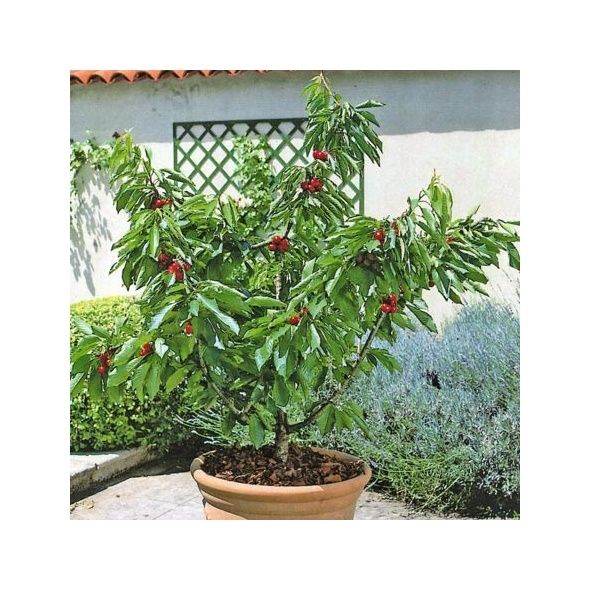 CERISIER NAIN AUTOFERTILE 'GARDEN BING®' EN POT DE 7,5 L