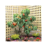 BRUGNON NAIN GARDEN BEAUTY® EN POT DE 10 LITRES