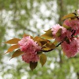 CERISIER À FLEURS DU JAPON 'KANZAN'