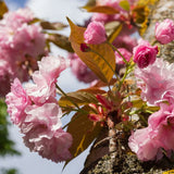 CERISIER À FLEURS DU JAPON 'KANZAN'