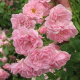ROSIER 'THE FAIRY'ROSIER 'THE FAIRY'
