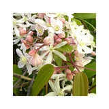 CLÉMATITE ARMANDII 'APPLE BLOSSOM'