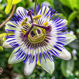 PASSIFLORE CAERULEA