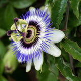 PASSIFLORE CAERULEA