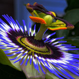 PASSIFLORE CAERULEA