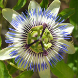 PASSIFLORE CAERULEA