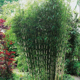 PETIT BAMBOU : FARGESIA ROBUSTA