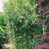 PETIT BAMBOU : FARGESIA ROBUSTA