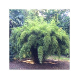 PETIT BAMBOU : FARGESIA ROBUSTA