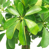 SCHEFFLERA COMPACTA TIGE TORSADÉE