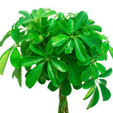 SCHEFFLERA COMPACTA TIGE TORSADÉE
