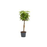 SCHEFFLERA COMPACTA TIGE TORSADÉE