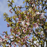 CERISIER À FLEURS 'KOJO NO MAI' - CERISIER DU JAPON NAIN