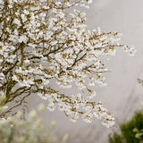 CERISIER À FLEURS 'KOJO NO MAI' - CERISIER DU JAPON NAIN