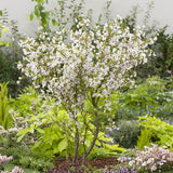 CERISIER À FLEURS 'KOJO NO MAI' - CERISIER DU JAPON NAIN