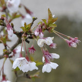 CERISIER À FLEURS 'KOJO NO MAI' - CERISIER DU JAPON NAIN