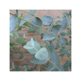 EUCALYPTUS GUNNII