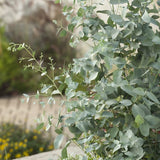 EUCALYPTUS GUNNII