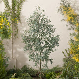 EUCALYPTUS GUNNII