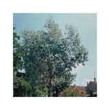 EUCALYPTUS GUNNII