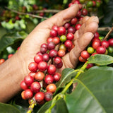 CAFÉIER