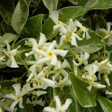 JASMIN PERSISTANT PANACHÉ