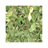 JASMIN PERSISTANT PANACHÉ
