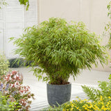 PETIT BAMBOU : FARGESIA RUFA