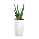ALOE VERA REMPOTÉ DANS POT LECHUZA MAXICUBI BLANC BRILLANT