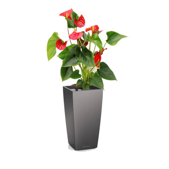 ANTHURIUM ROUGE REMPOTÉ DANS POT LECHUZA MAXI CUBI ANTHRACITE MÉTALLISÉ