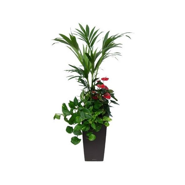 COMPOSITION 3 PLANTES REMPOTÉ DANS POT LECHUZA CUBICO PREMIUM 30 ANTHRACITE MÉTALLISÉ