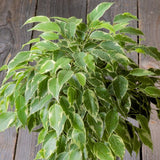 FICUS 'KINKY' REMPOTÉ DANS POT LECHUZA MAXICUBI BLANC BRILLANT