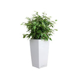 FICUS 'KINKY' REMPOTÉ DANS POT LECHUZA MAXICUBI BLANC BRILLANT
