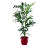 KENTIA (HAUTEUR 180/200CM) REMPOTÉ DANS POT LECHUZA CLASSICO PREMIUM 35 ROUGE