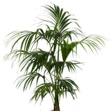 KENTIA (HAUTEUR 180/200CM) REMPOTÉ DANS POT LECHUZA CLASSICO PREMIUM 35 ROUGE