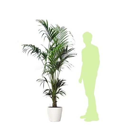 KENTIA REMPOTÉ DANS POT LECHUZA CLASSICO PREMIUM 35 BLANC BRILLANT