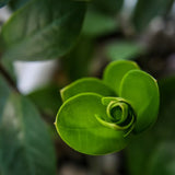 ZAMIOCULCAS REMPOTÉ DANS POT LECHUZA MAXICUBI BLANC