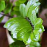 ZAMIOCULCAS REMPOTÉ DANS POT LECHUZA MAXICUBI BLANC