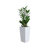 ZAMIOCULCAS REMPOTÉ DANS POT LECHUZA MAXICUBI BLANC