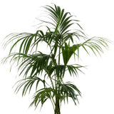 KENTIA HAUTEUR 140/150CM 5 PIEDS